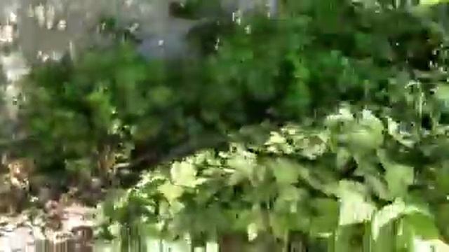 Вырица в река Оредеж смотреть онлайн