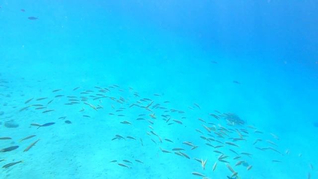 КОРАЛЛОВЫЕ РИФЫ В ХУРГАДЕ РАЙОН SAHL HASHEESH - ПЛЯЖ PYRAMISA BEACH RESORT - ДЕТАЛЬНЫЙ ОБЗОР