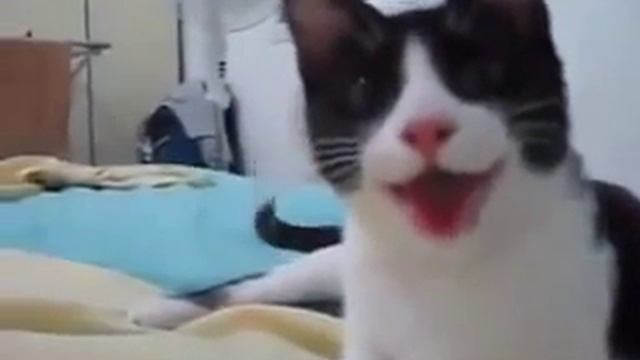 собака в маске котика 240 смотреть онлайн