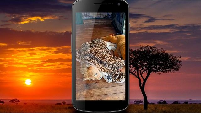 Львенок Симба укутывается в одеяло и ложится спать