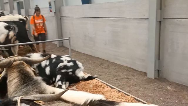 ?АЛОЭ ВЕРА В ПРОМЫШЛЕННЫХ МАСШТАБАХ: ЭКО-ВЫСТАВКА НА ФУЭРТЕВЕНТУРЕ, КАНАРСКИЕ ОСТРОВА. ПУТЕШЕСТВУЕМ смотреть онлайн