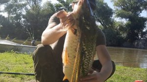 Ловля Сазана в яме на жмых в Астраханской Области Июль 2022.