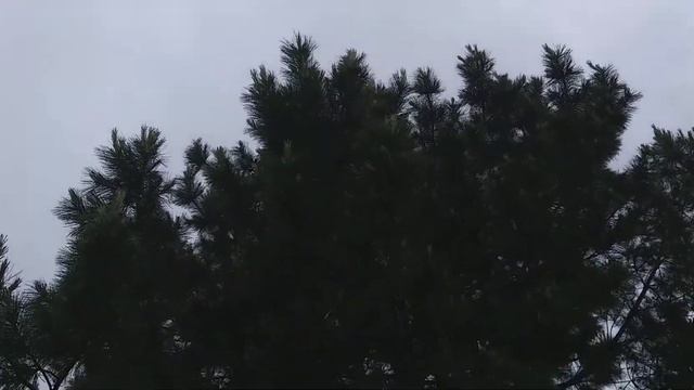 Как цветёт кедр.