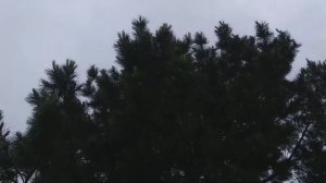Как цветёт кедр.