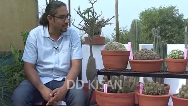 Mammillaria cactus special смотреть онлайн