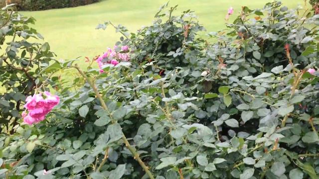 バラ　ブルー・ボーイ　Roses "Blue Boy" (Healing video) смотреть онлайн