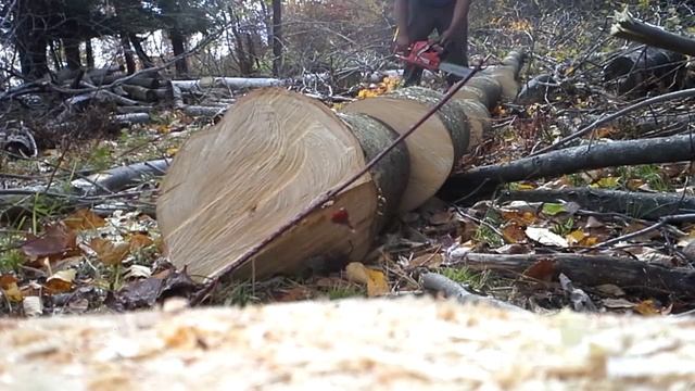 husqvarna 353 45mm after some port work I did . смотреть онлайн