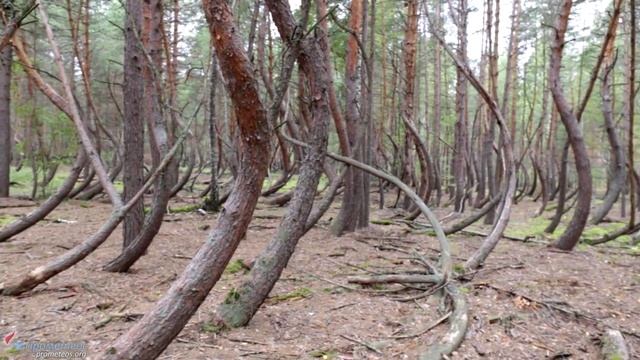 Разгадки Танцующего леса. Шиловский район, Рязанская область. смотреть онлайн