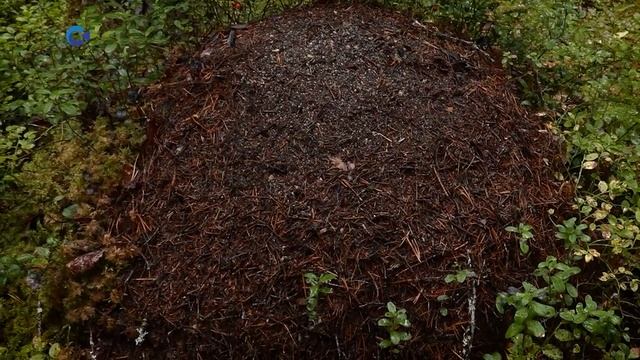 ПОХОД НА «ЦАРЬ-ПОРОГ» | Тайны карельского леса смотреть онлайн