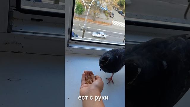 дружба с городским голубем смотреть онлайн
