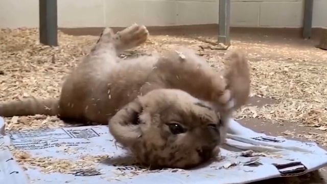 Лев впервые встречает своего новорожденного сына! Только посмотрите, что происходит! смотреть онлайн