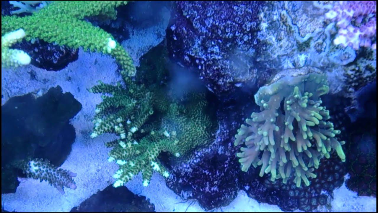 Acropora Millepora смотреть онлайн