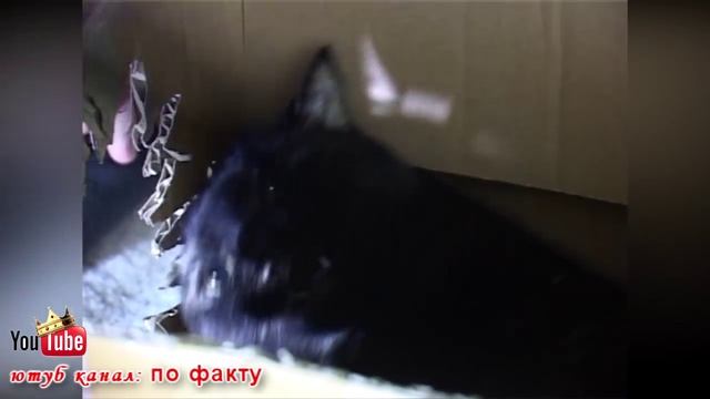 лайфхаки для кота 2 смотреть онлайн