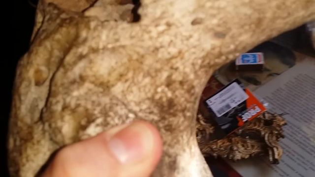 Череп неизвестного существа смотреть онлайн