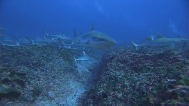 SHARKS 3D - IMAX - смотреть онлайн