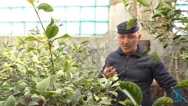 Обрезка лимона смотреть онлайн
