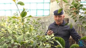 Обрезка лимона