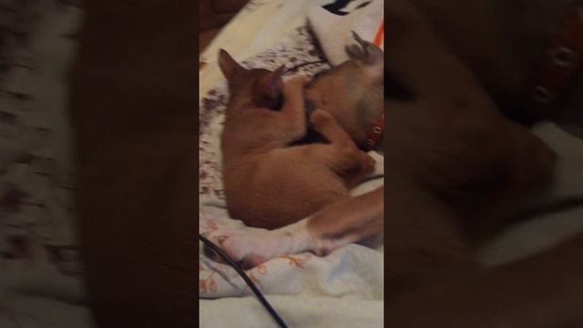 Абиссинец против Стаффа. Злой Стафф