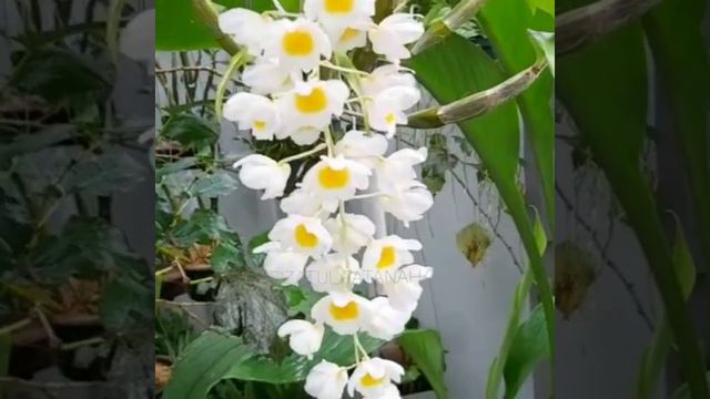 Dendrobium Farmeri Yellow X Dendrobium Farmeri Alba | First Blooming |