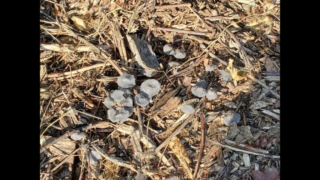 Mushrooms growing in woodchips смотреть онлайн