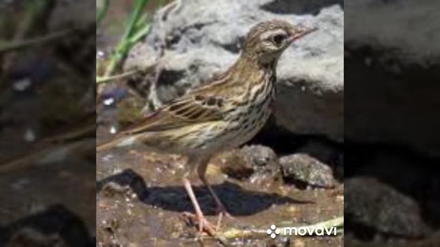 Приключения Лягушонка.Встреча с Лесным Коньком.Стихи для детей.автор Светлана Григорьева Голик смотреть онлайн