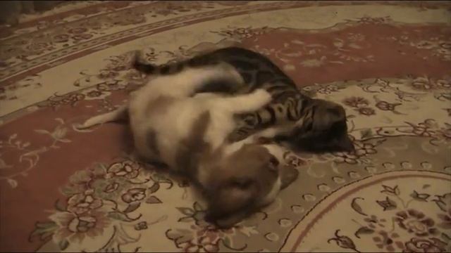 Бесси и Сема смотреть онлайн