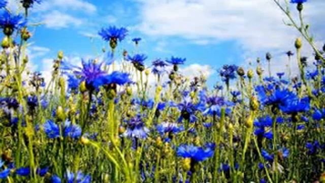 Полезные свойства цикория. Цикорий при диабете смотреть онлайн