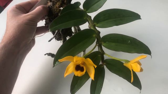 Orchid - Dendrobium ochreatum смотреть онлайн