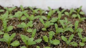 Гвоздика Диана! от посева до пикировки в стаканы.