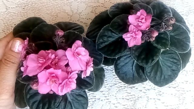 Вянут Листья У Фиалок !!! Помогла ли пересадка? ( четыре месяца спустя) смотреть онлайн