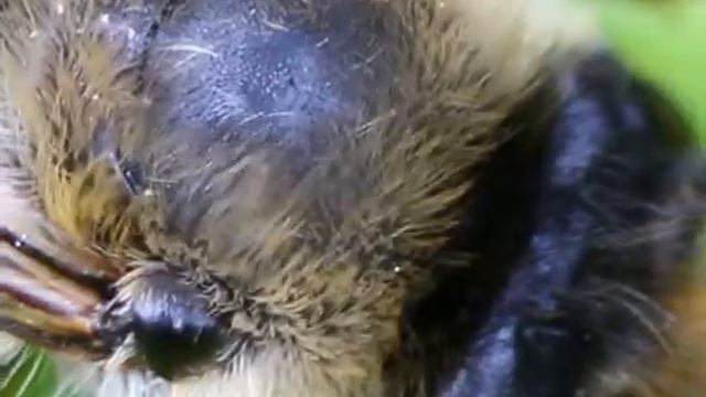 Пчела, макро, Bee, macro смотреть онлайн
