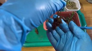 Результат черенкование вегетативной гвоздики в разных субстратах