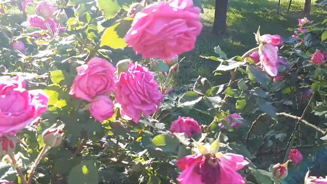 Ljeto u našem vrtu 3 смотреть онлайн