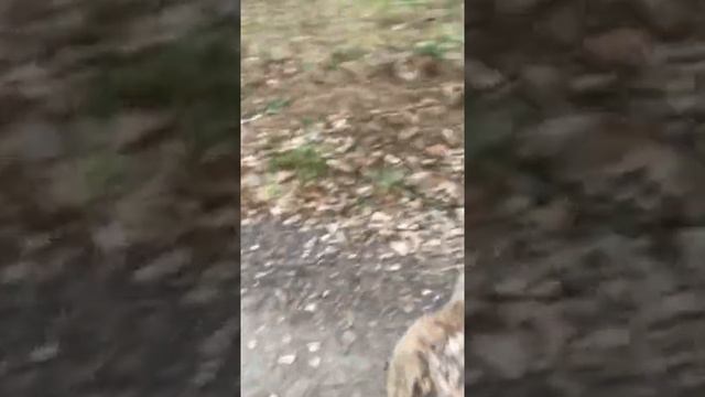 Собачьи глаза смотреть онлайн