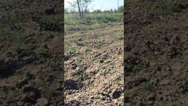 посев тмина впервые  в Чечне