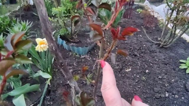 Розы после зимы ? смотреть онлайн