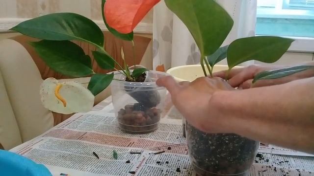 КОМНАТНЫЕ ЦВЕТЫ.ПЕРЕСАЖИВАЮ АНТУРИУМЫ ШЕРЦЕРА. смотреть онлайн