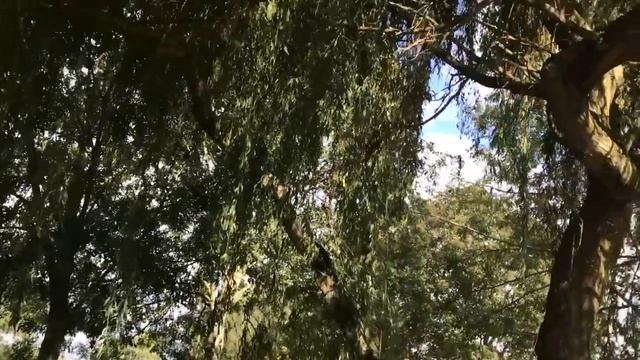 Воскресная прогулка смотреть онлайн