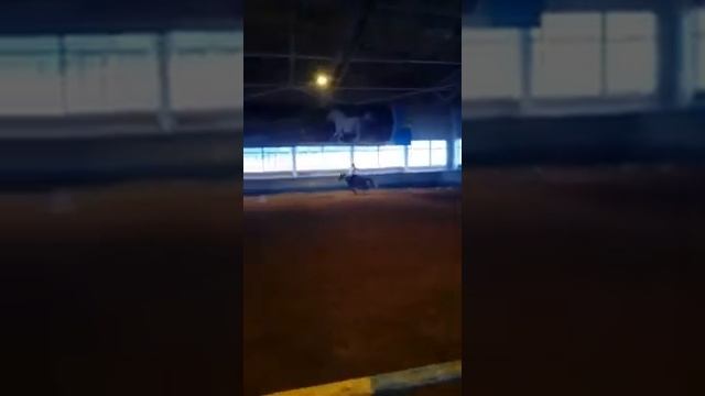 Тренировка на Тентеке/ Конный клуб Титан/ Конкур смотреть онлайн