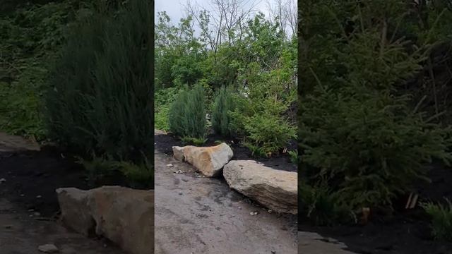 ЖИВАЯ ИЗГОРОДЬ.ХВОЙНЫЕ. ЛИСТВЕННИЦЫ И ЕЛИ #лиственница #ель #крупномеры смотреть онлайн