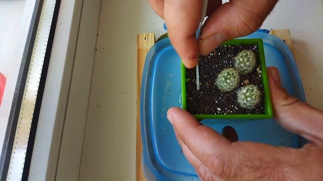 Как укоренить кактус? Вегетативное размножение кактусов. Уход за кактусом. смотреть онлайн