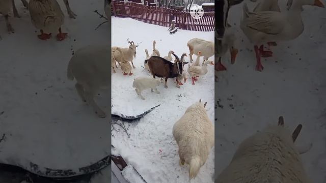 Нищая и отсталая Россия - грязь и разруха? Приехали на ферму! смотреть онлайн