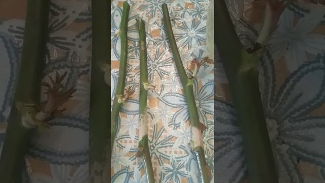 Черенки роз дали побеги? смотреть онлайн