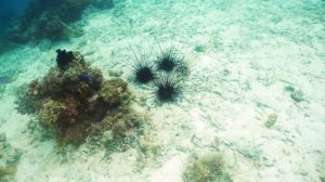 Подводные жители, видео для детей. ? Кто живет под водой. ? Часть 2