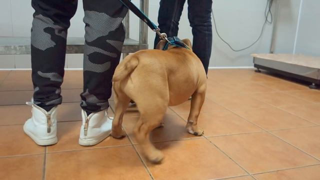 СМЕШНАЯ ТЕРРИ. Английский бульдог.FUNNY TERRI. English bulldog. Odessa. смотреть онлайн