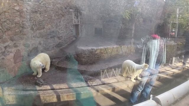 Жирафы, белые медведи, тапиры и др. Осенняя прогулка в Николаевском зоопарке. смотреть онлайн