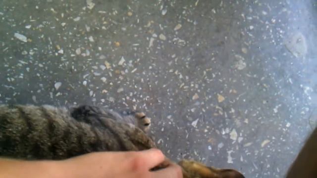 Очевидность + (Как правильно гладить кота) (+18) смотреть онлайн