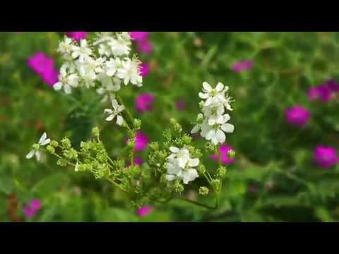 В деревне за ягодами//Башкирия летом //Canon eos m 6 смотреть онлайн