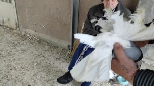 Голуби Северокавказские космачи. г. Георгиевск в гостях у Анатолия Ковалева