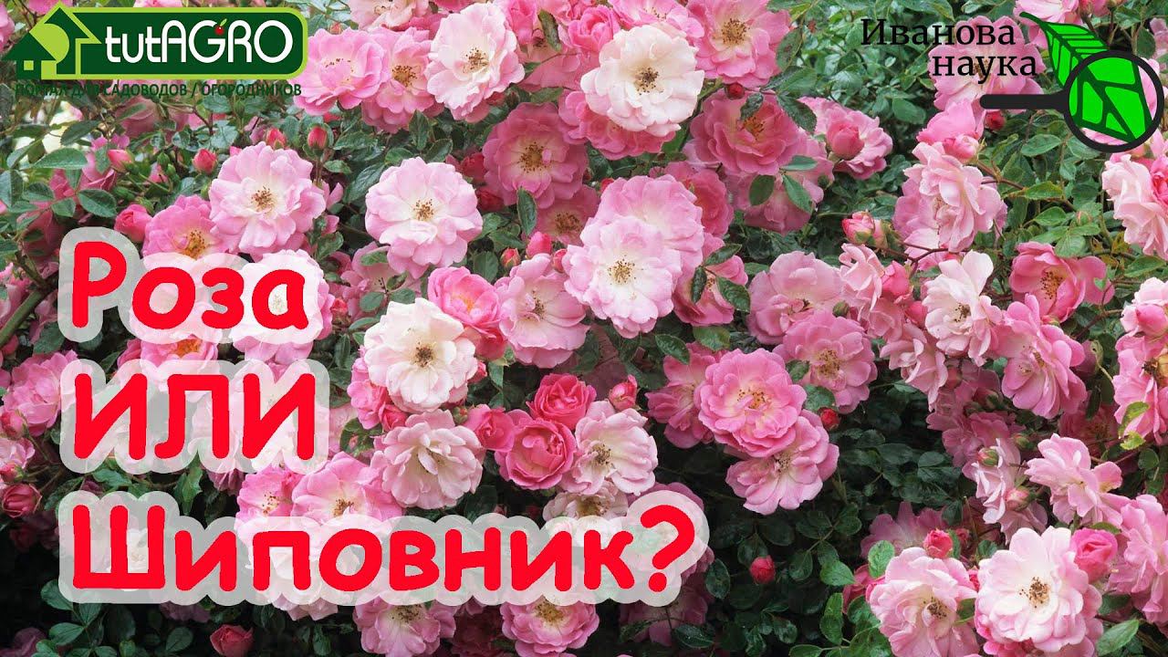 САМОЕ ВРЕМЯ ОСМОТРЕТЬ РОЗЫ. Обнаружить ШИПОВНИК и обезвредить! Самый надежный способ. смотреть онлайн